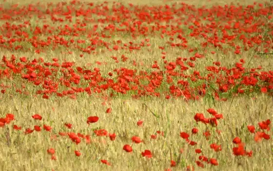 A field of tall, dry grass scattered with numerous blooming red poppies under natural daylight.