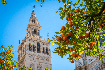 The Giralda tower in Seville, Spain, is seen under a clear blue sky with branches of an orange tree with ripe fruit in the foreground.